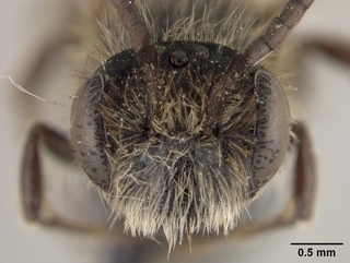 Andrena candidiformis, face