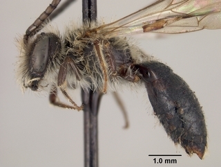 Andrena candidiformis, side