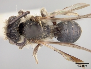 Andrena candidiformis, top