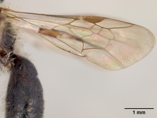 Andrena candidiformis, wing
