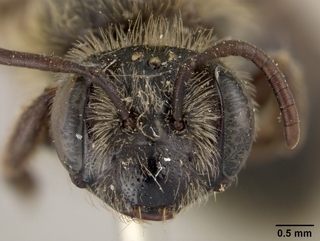 Andrena chromotricha, face