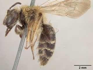 Andrena chromotricha, side