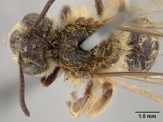 Andrena chromotricha, top