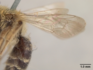 Andrena chromotricha, wing