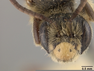 Andrena cragini, face