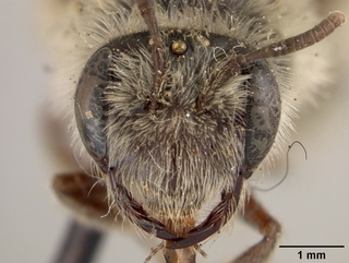 Andrena crawfordi, face