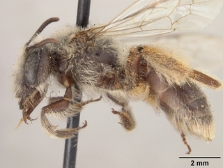 Andrena crawfordi, side