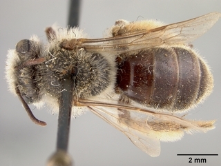 Andrena crawfordi, top