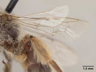 Andrena crawfordi, wing