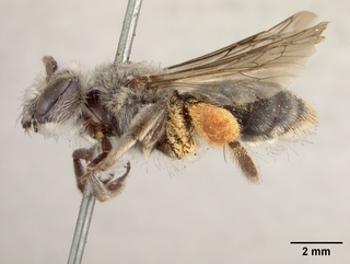Andrena cryptanthae, side