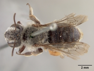 Andrena cryptanthae, top