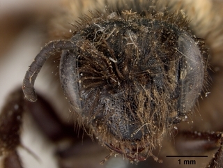 Andrena cupreotincta, face