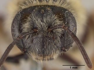 Andrena gardineri, face