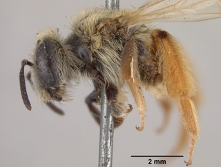 Andrena gardineri, side