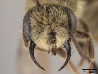 Andrena macoupinensis, face