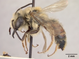 Andrena macoupinensis, side