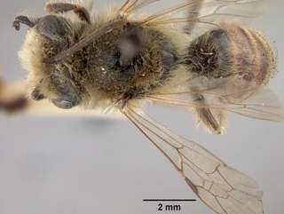 Andrena macoupinensis, top
