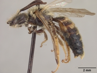 Andrena simulata, side