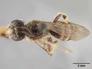Andrena simulata, top