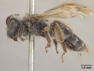 Andrena w-scripta, side