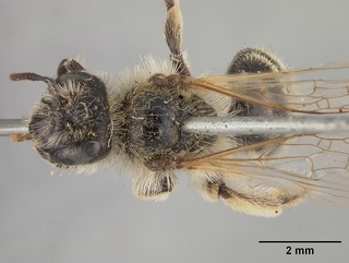 Andrena xanthigera, top