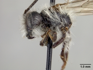 Andrena birtwelli, side