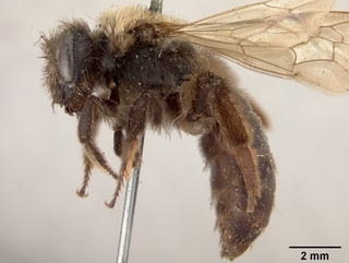 Andrena cupreotincta, side