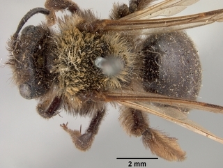 Andrena cupreotincta, top
