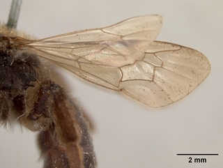Andrena cupreotincta, wing