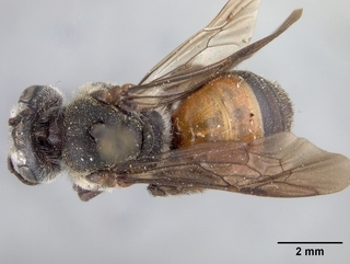 Andrena flaminea, top