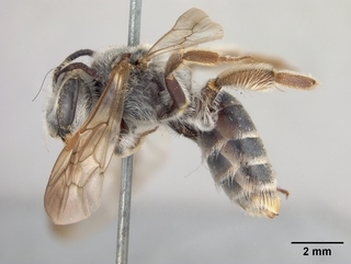 Andrena fracta, side