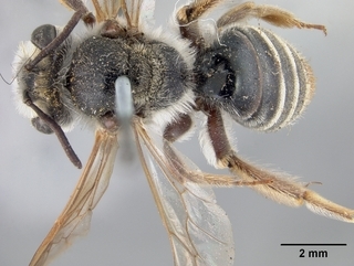 Andrena fracta, top