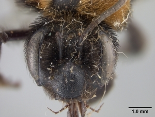 Andrena hallii, face