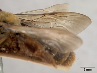 Andrena haynesi, wing