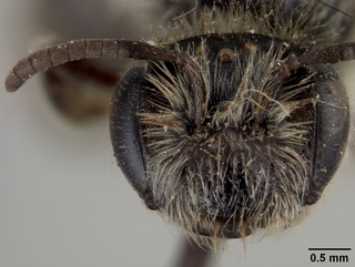 Andrena knuthiana, face