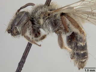 Andrena knuthiana, side