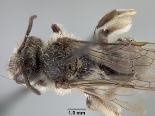Andrena knuthiana, top