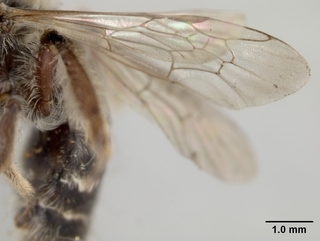 Andrena knuthiana, wing