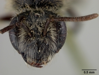Andrena melanochroa, face