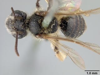 Andrena melanochroa, top