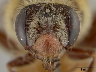 Andrena melliventris, face