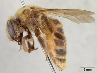 Andrena melliventris, side