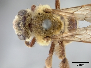 Andrena melliventris, top