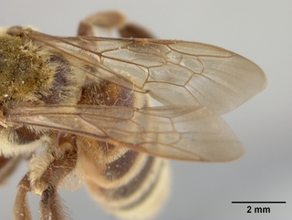 Andrena melliventris, wing