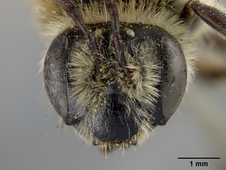 Andrena mentzeliae, face
