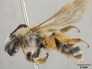 Andrena mentzeliae, side