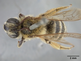 Andrena mentzeliae, top