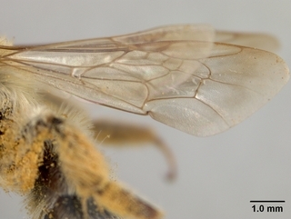 Andrena mentzeliae, wing