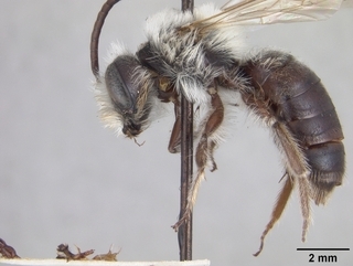 Andrena mesillae, side