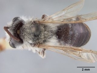 Andrena mesillae, top